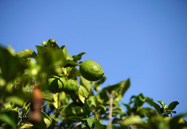 Villa in Pollensa / Pollença - Villa Moreno Villa in Pollensa / Pollença - Villa Moreno