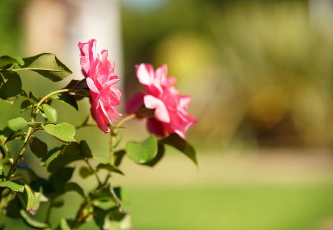 Villa in Pollensa / Pollença - Villa Moreno Villa in Pollensa / Pollença - Villa Moreno