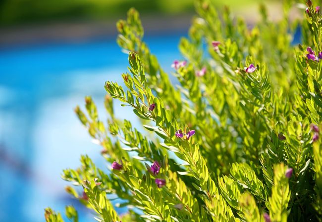 Villa in Pollensa / Pollença - Villa Moreno Villa in Pollensa / Pollença - Villa Moreno