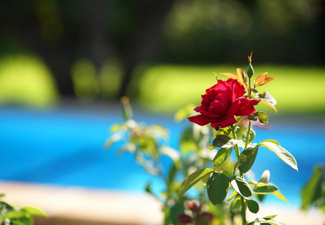 Villa in Pollensa / Pollença - Villa Moreno Villa in Pollensa / Pollença - Villa Moreno