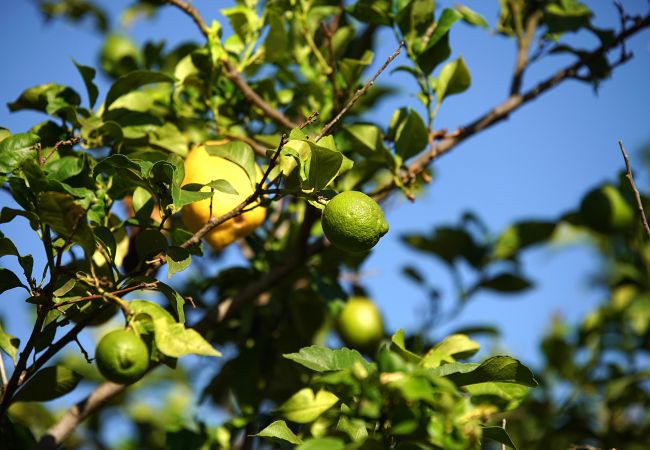 Villa in Pollensa / Pollença - Villa Moreno Villa in Pollensa / Pollença - Villa Moreno