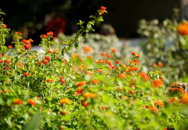 Villa in Pollensa / Pollença - Villa Moreno Villa in Pollensa / Pollença - Villa Moreno