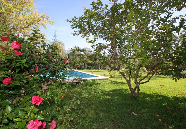 Villa in Pollensa / Pollença - Villa Punxa Villa in Pollensa / Pollença - Villa Punxa